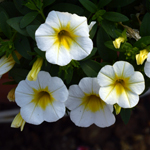 Calibrachoa PortuCal Patio Lemon White